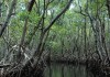 1024px-Mangrove_Everglades