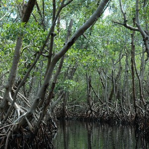 1024px-Mangrove_Everglades