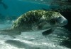 1024px-Trichechus_manatus_latirostris_manatee_underwater_animal