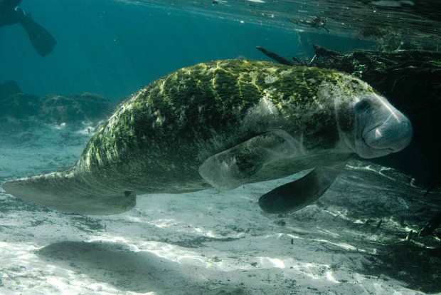 1024px-Trichechus_manatus_latirostris_manatee_underwater_animal