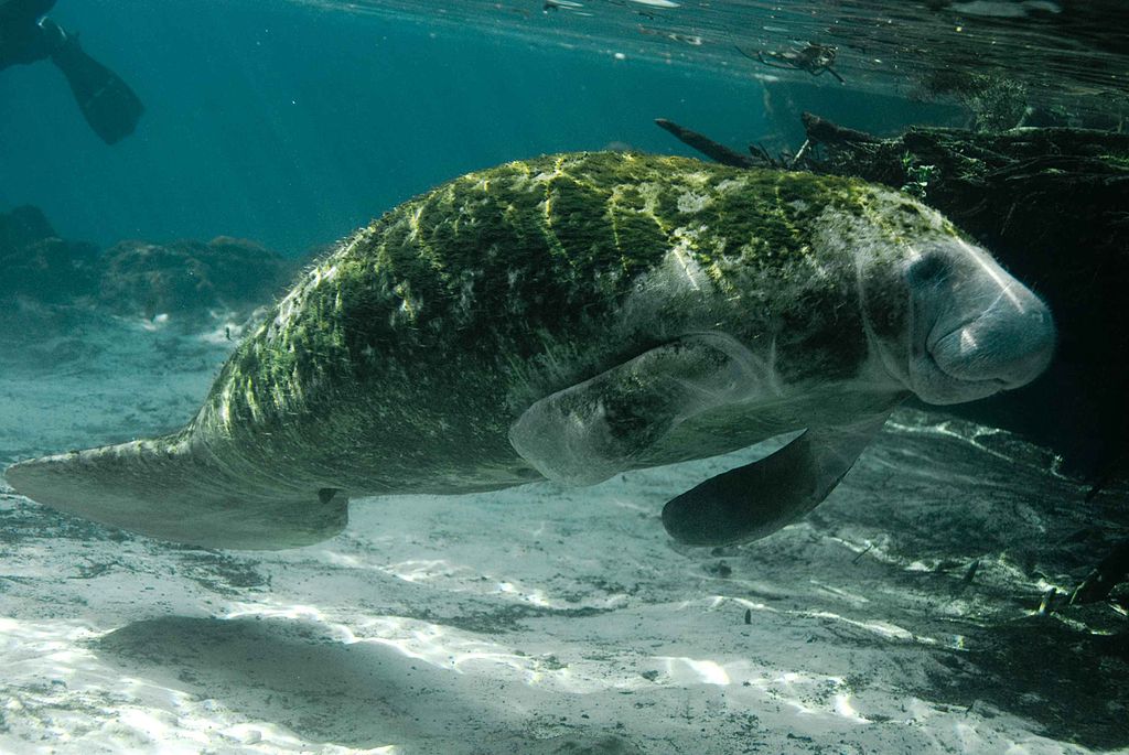 Manatee Viewing Center in Tampa - Tours and Activities